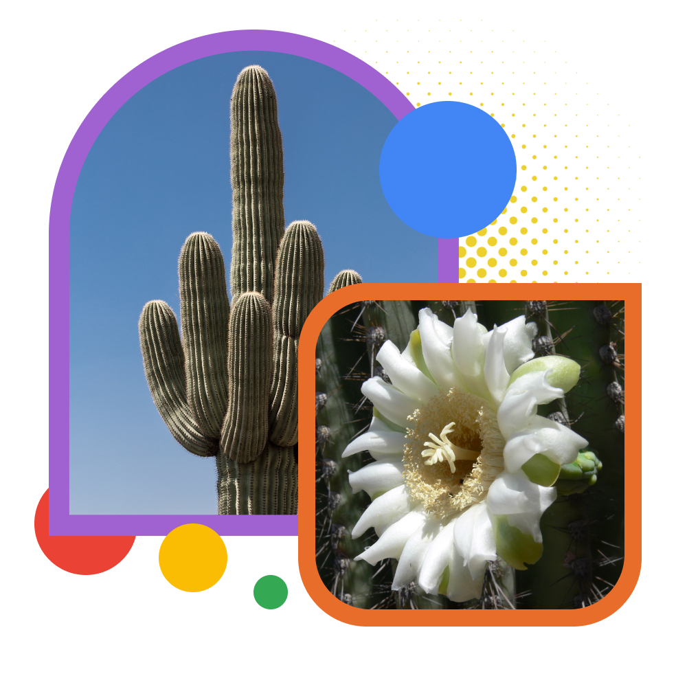 Kaktus Saguaro Carnegiea Gigantea Glossary