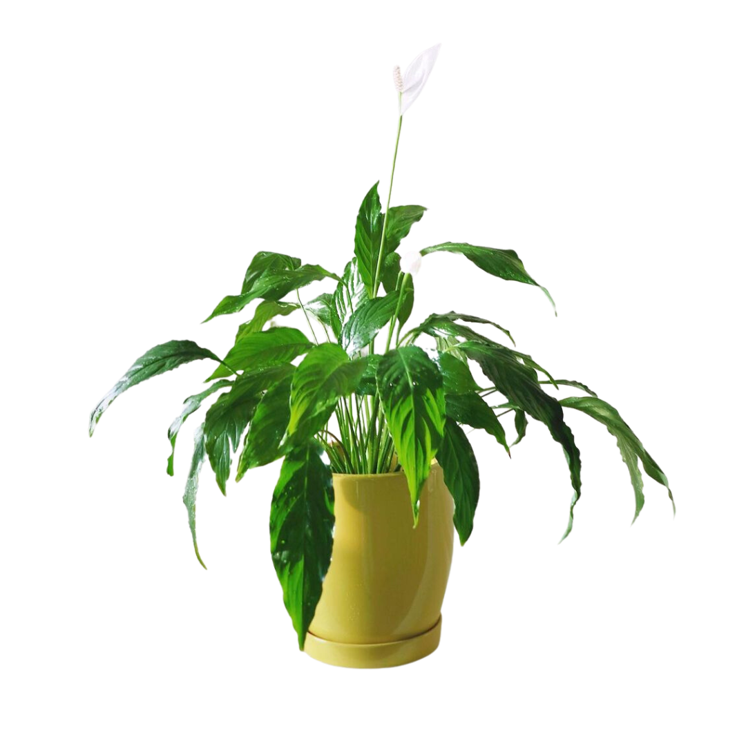 peace-lily-spathiphyllum-glossary