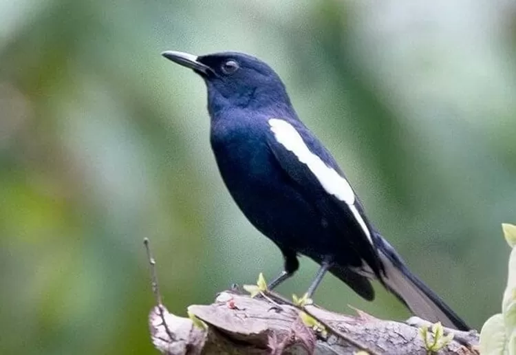Kacer Madagaskar