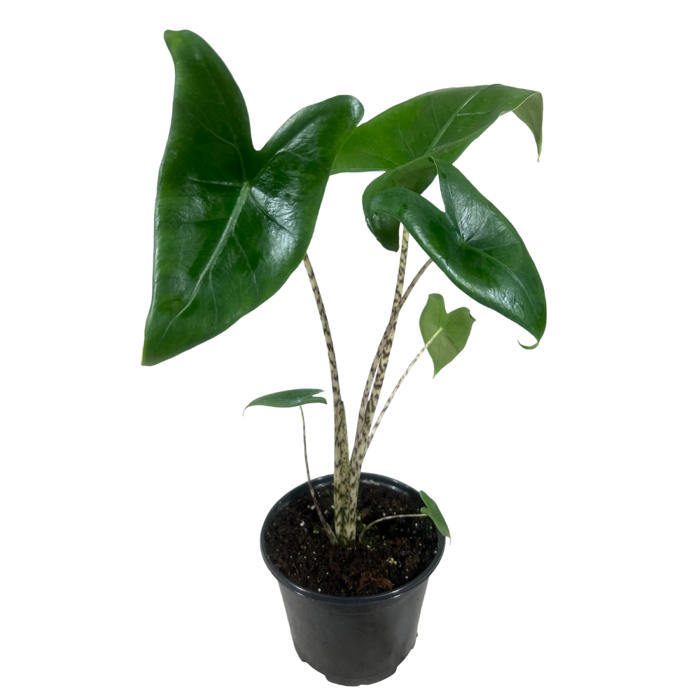 Alocasia Zebrina Glossary