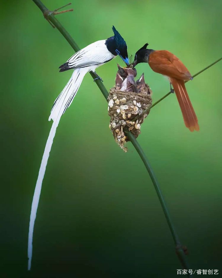 burung Tali Pocong