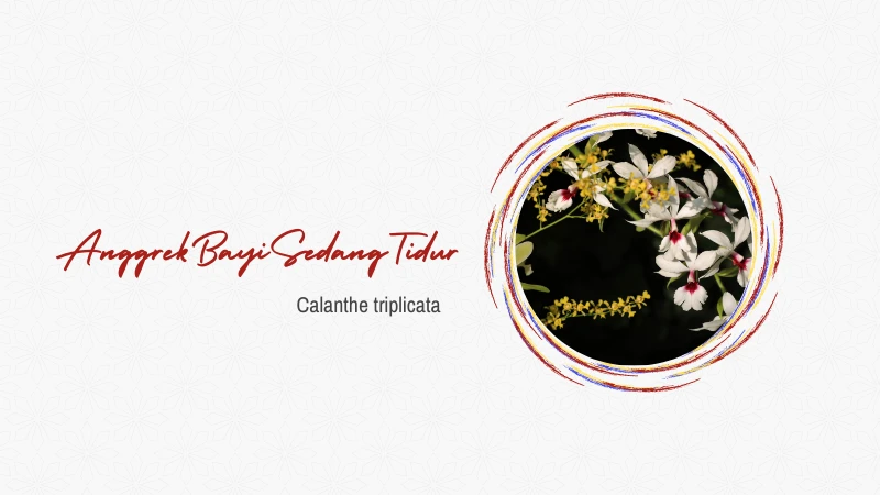 Anggrek Bayi Sedang Tidur (Calanthe triplicata)