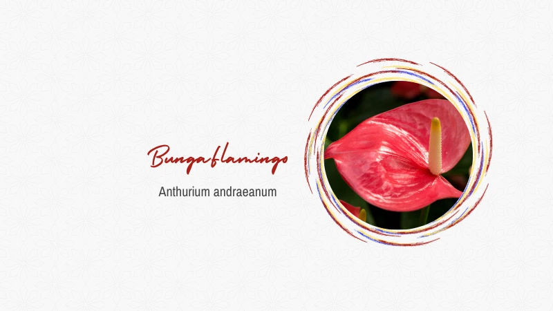 Bunga Flamingo
