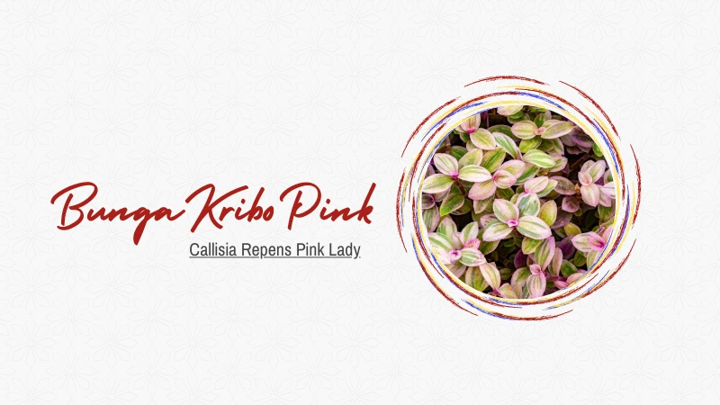Bunga Kribo Pink