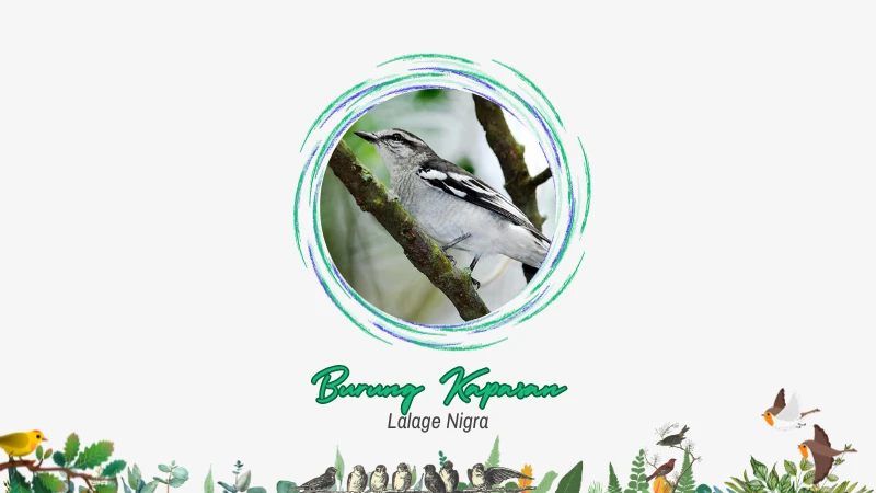 Burung Kapasan