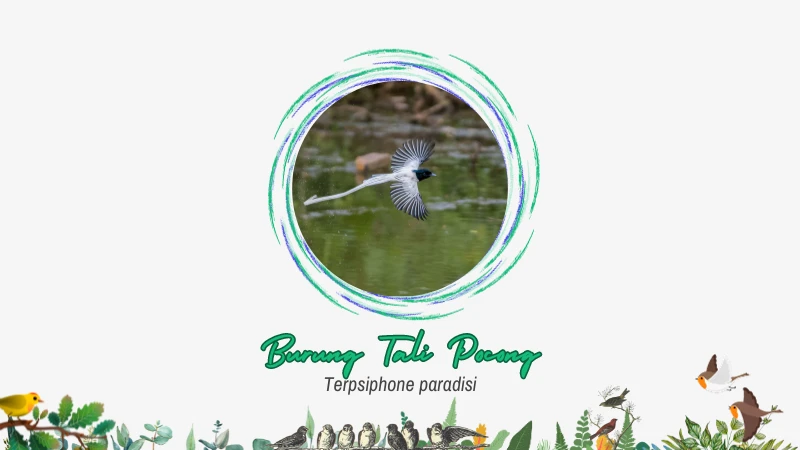 Burung Tali Pocong