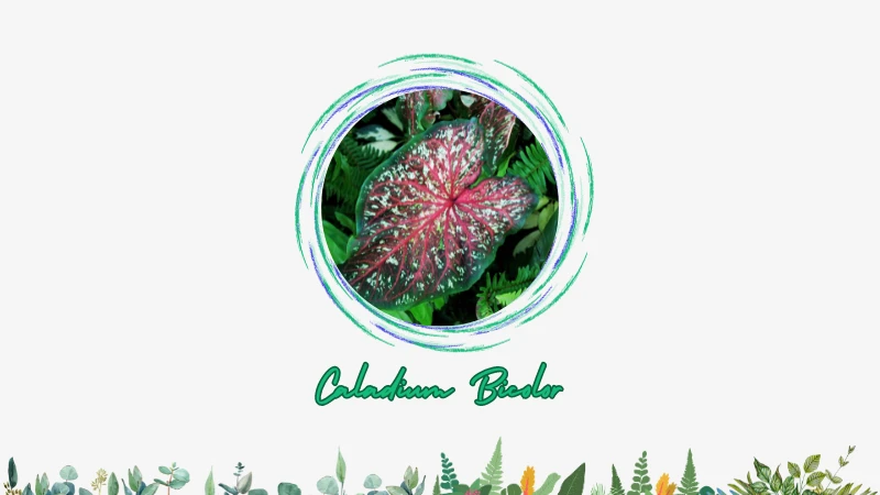 Caladium Bicolor