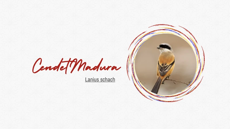Cendet Madura (Lanius schach)