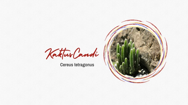 Kaktus Candi