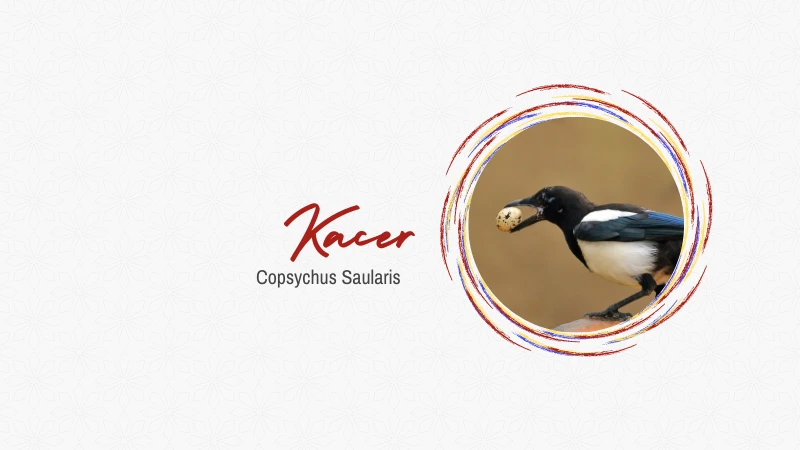 Kacer
