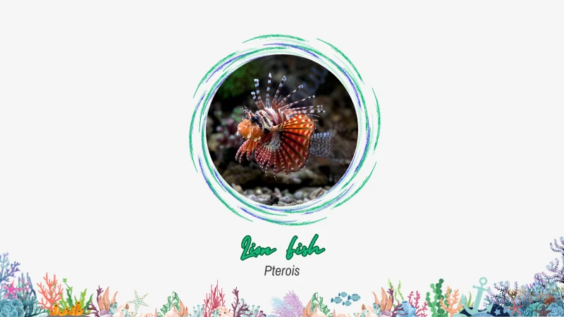 Lionfish