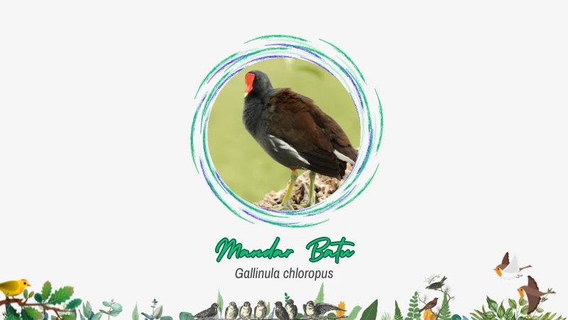 Mandar Batu