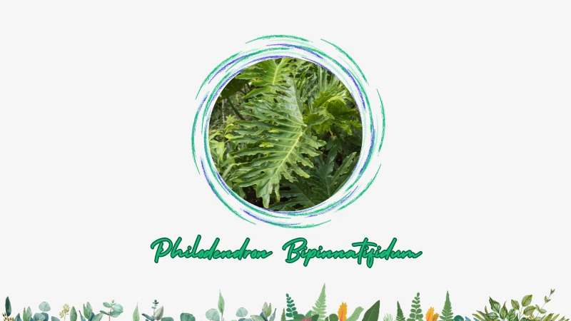 Philodendron bipinnatifidum