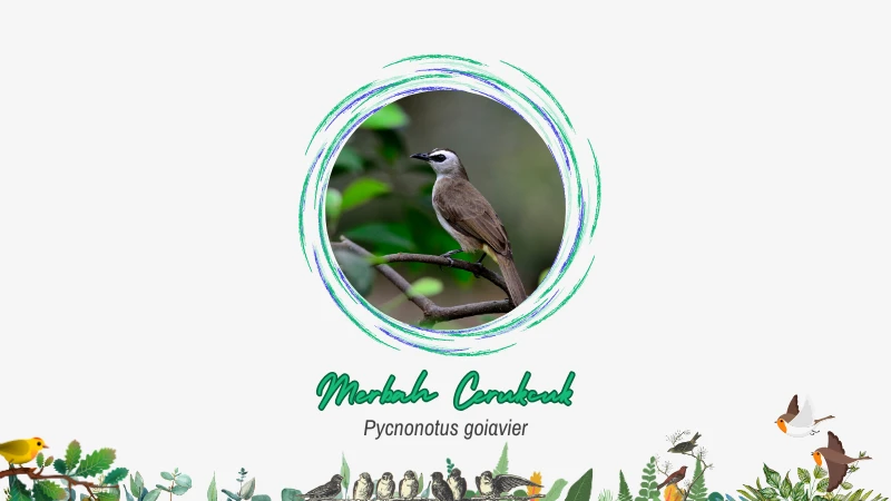 Merbah Cerukcuk