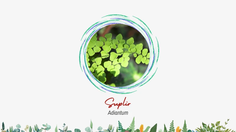 Adiantum (Suplir)