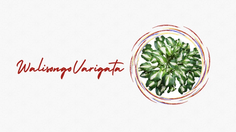 Walisongo Varigata