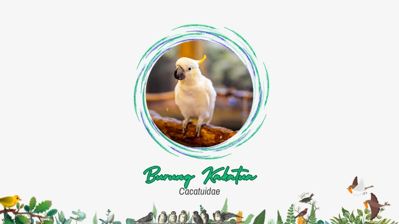 Burung Kakatua