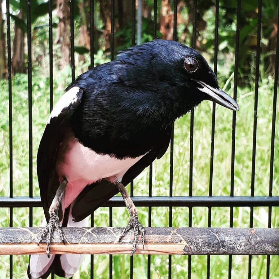Kacer Kalimantan (Borneo)