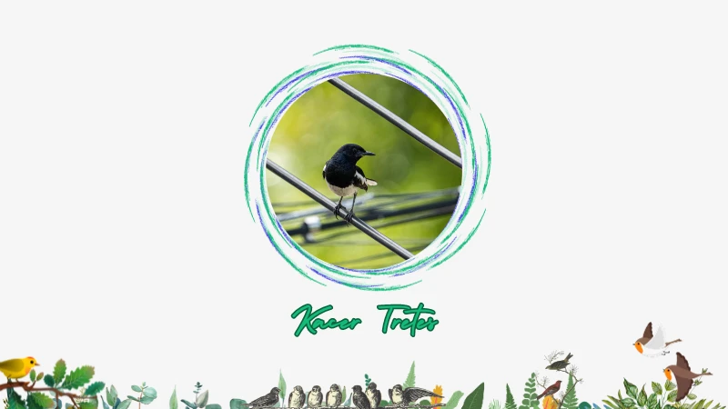 Kacer Tretes