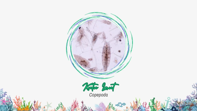 Kutu laut