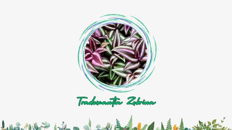 Tradescantia Zebrina