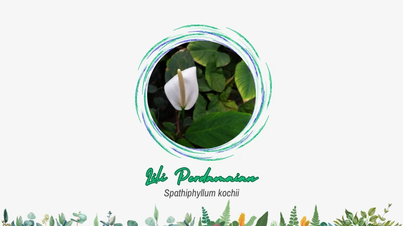 Lili Perdamaian (Spathiphyllum Kochii)